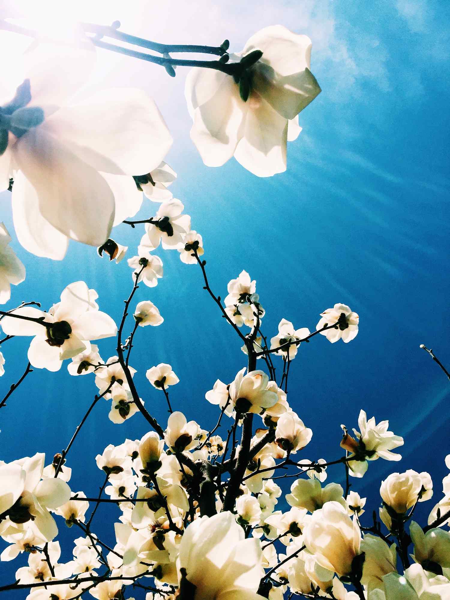 玉兰花与蓝天手机壁纸（6张）