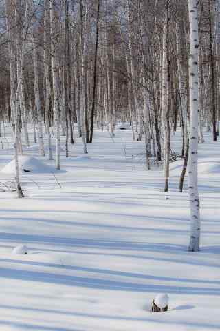 唯美的雪中白桦林手机壁纸