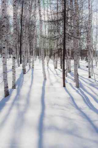 冬日白桦林手机壁