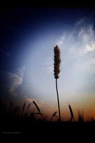 创意麦子摄影图片