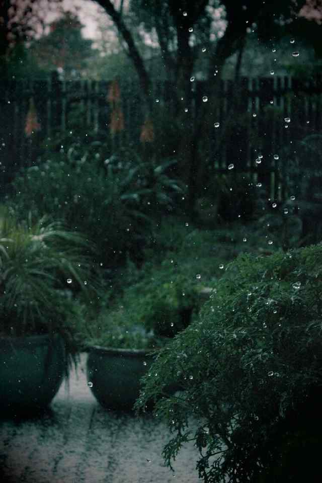 唯美的雨滴摄影图片高清手机壁纸