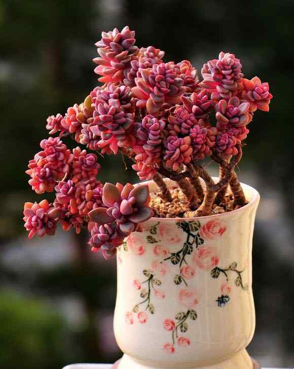 可爱文艺的多肉植物盆栽手机壁纸