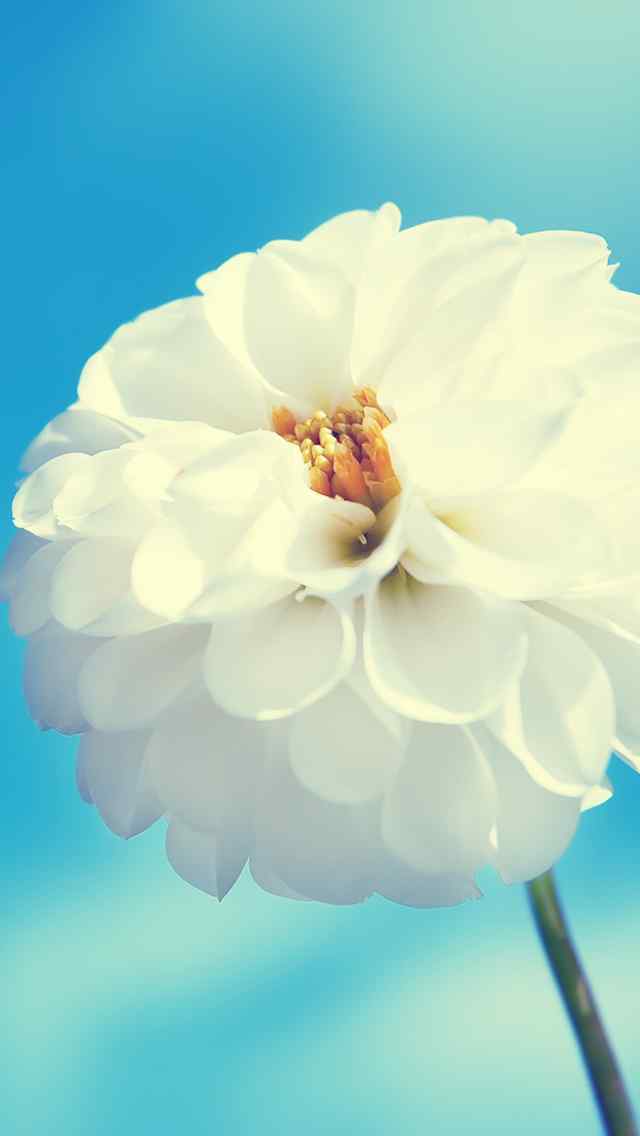 唯美白色花朵手机壁纸