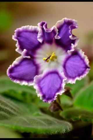 独特的紫罗兰花手
