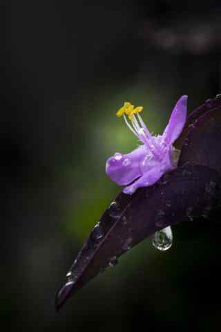 唯美的紫罗兰花手