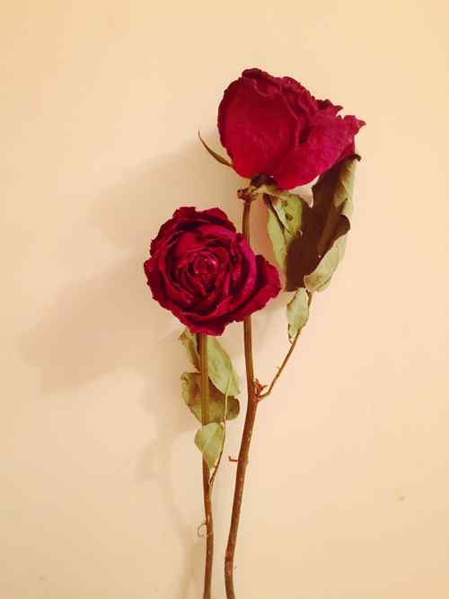 情人节一朵玫瑰花手机壁纸