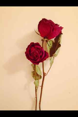 情人节一朵玫瑰花手机壁纸