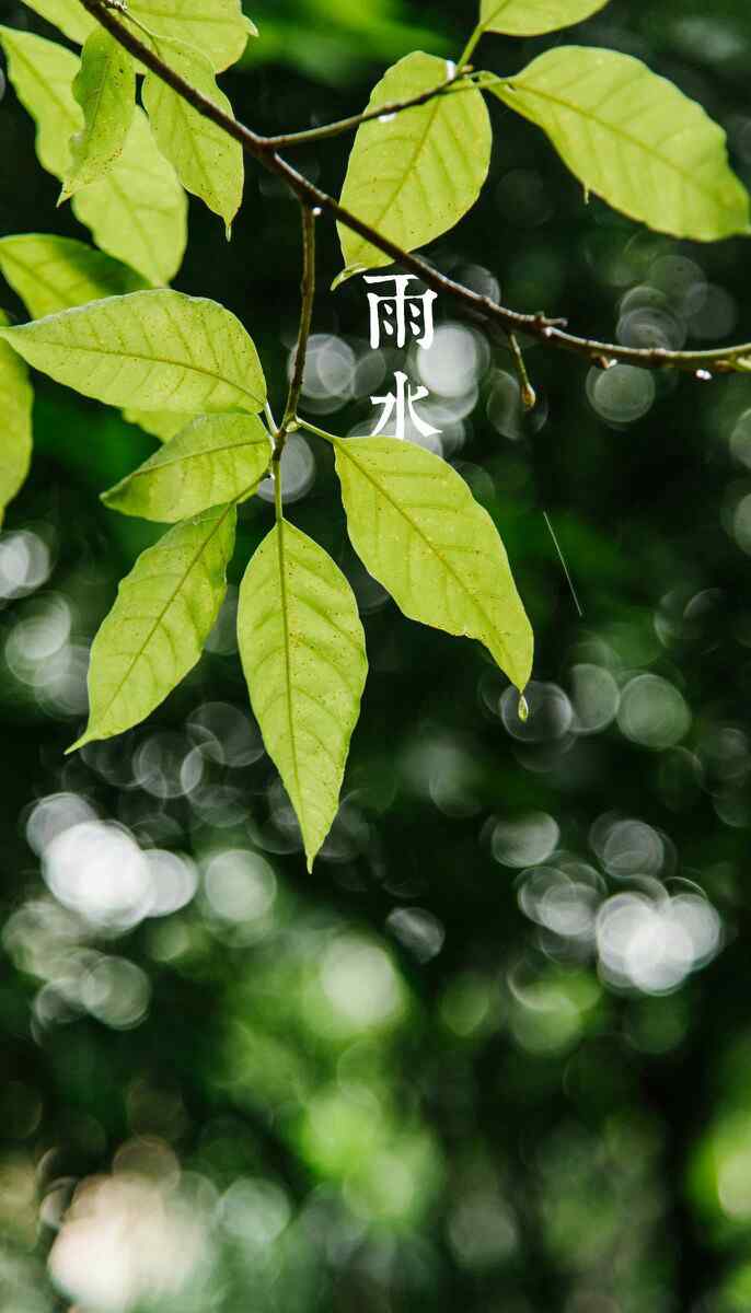 雨水节气-清新嫩绿的树叶图片手机壁纸