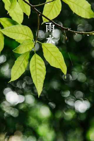 雨水节气-清新嫩绿的树叶图片手机壁纸