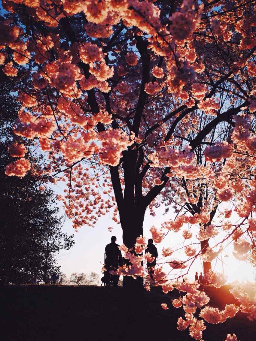 黄昏樱花树下的情侣手机壁纸
