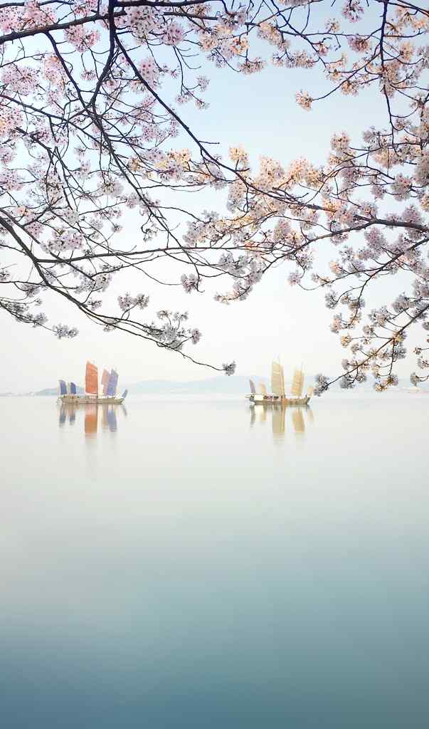 湖泊上盛开的樱花手机壁纸