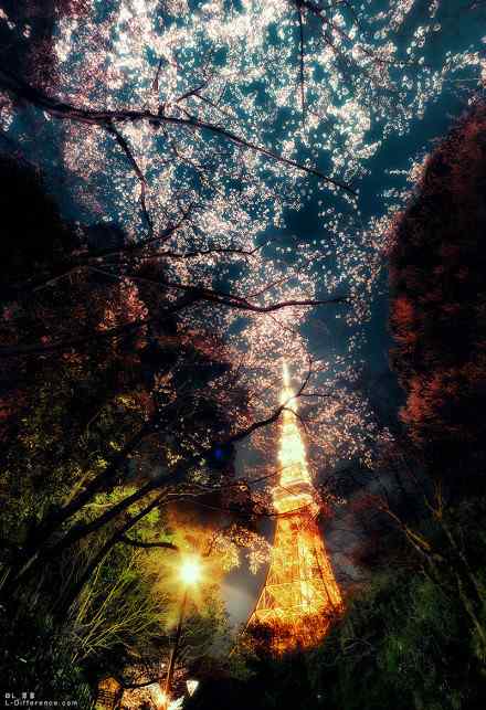 夜景东京铁塔下的樱花树林桌面壁纸