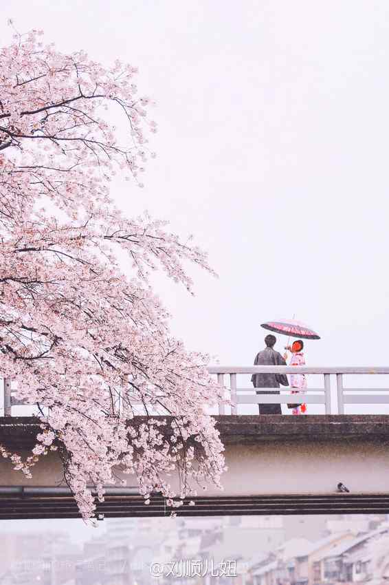 樱花树旁桥上的情侣手机壁纸
