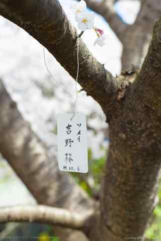 樱花树上的许愿卡手机壁纸