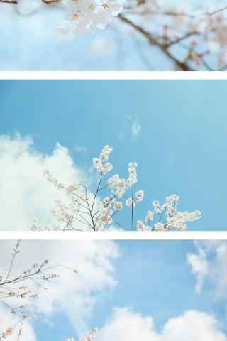蓝天白云下的樱花手机壁纸