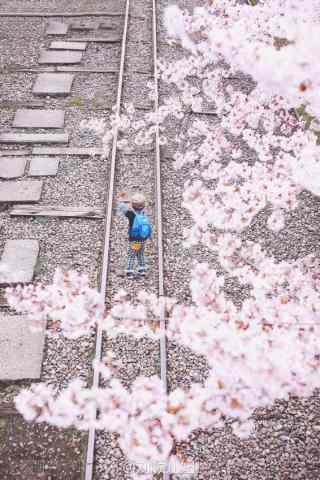 樱花树下的小男孩