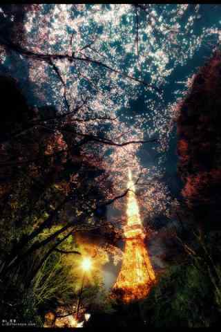 夜景东京铁塔下的樱花树林桌面壁纸