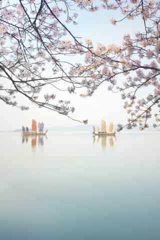 湖泊上盛开的樱花