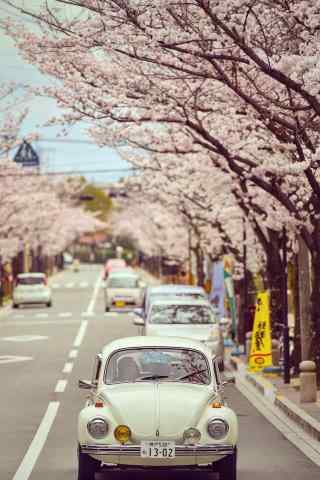 樱花树下的汽车手机壁纸