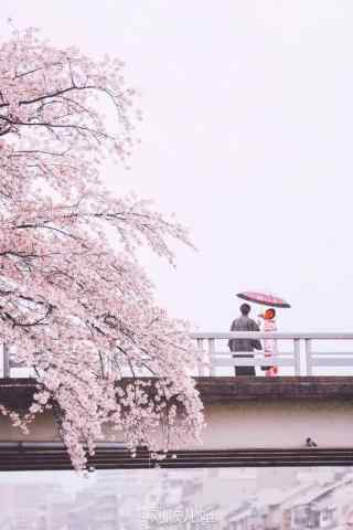 樱花树旁桥上的情