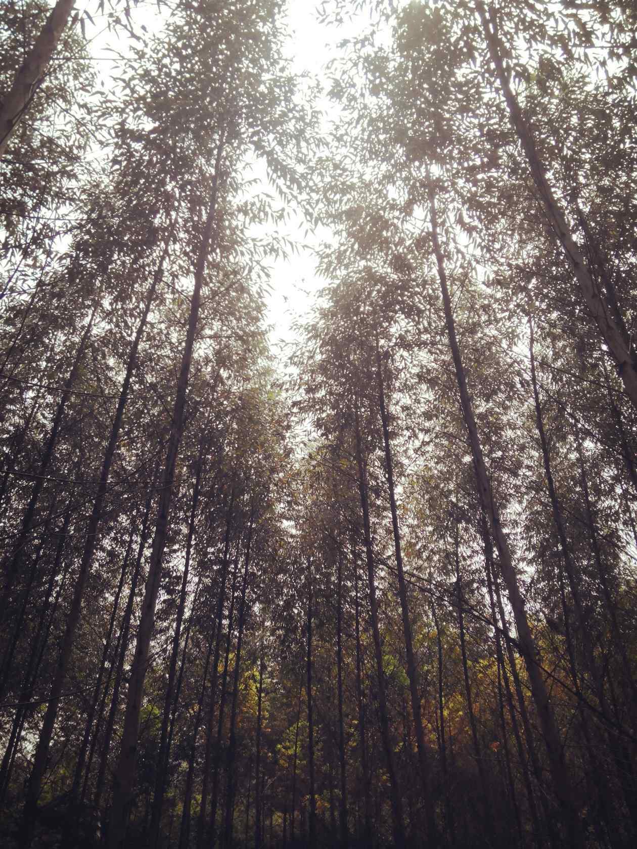 植树节—树林中透出光斑手机壁纸
