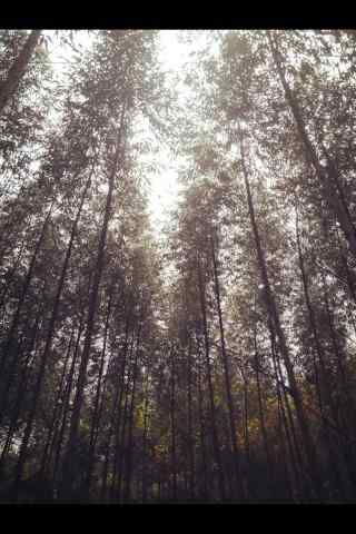 植树节—树林中透