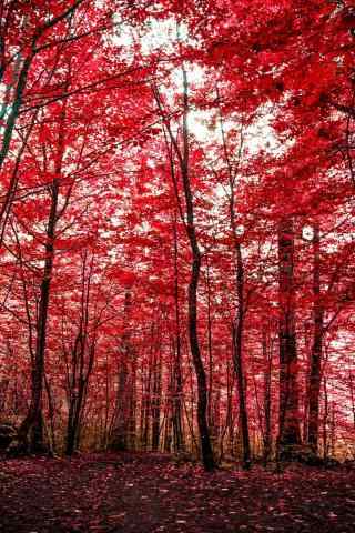 植树节—火红的枫叶林手机壁纸