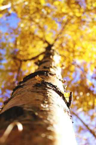 植树节—金黄色的树干手机壁纸