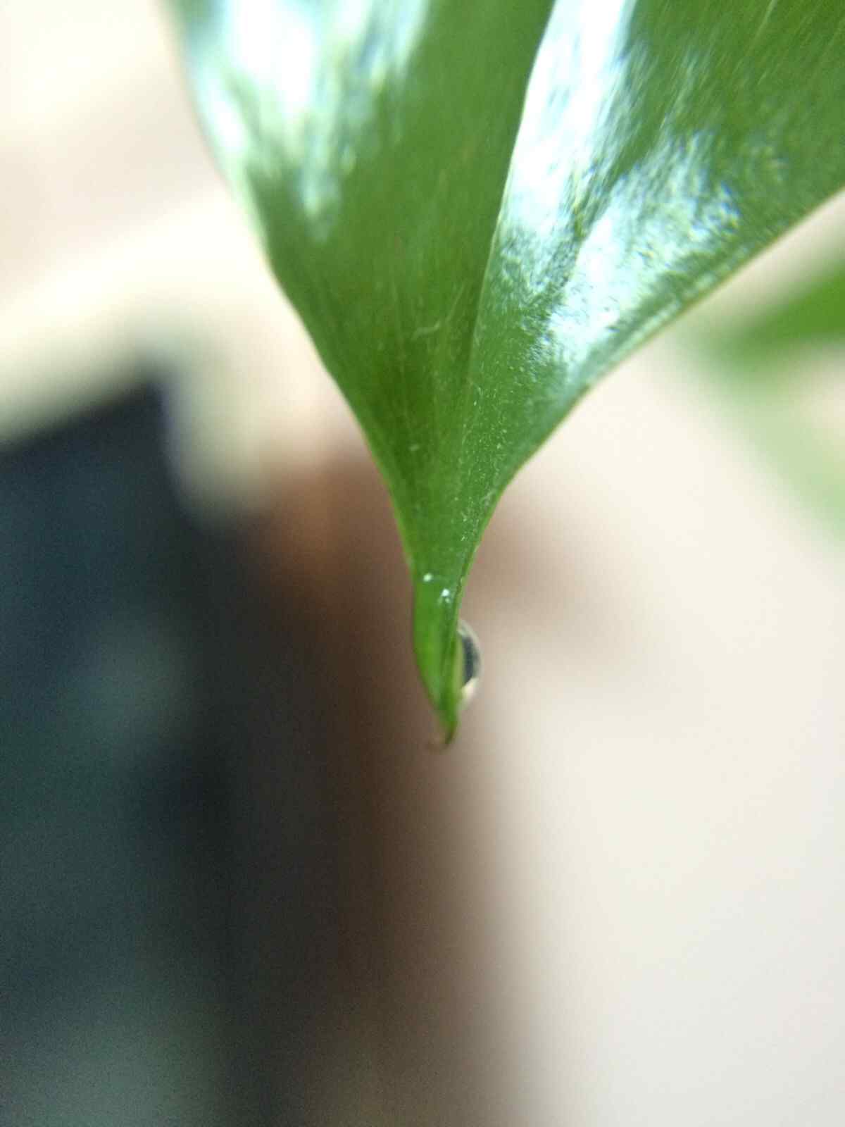 绿萝的叶子上滴下来的水珠手机壁纸