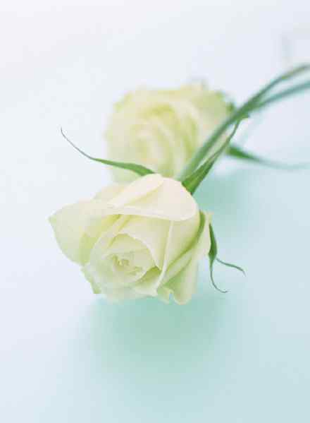 白色情人节-白玫瑰唯美手机壁纸