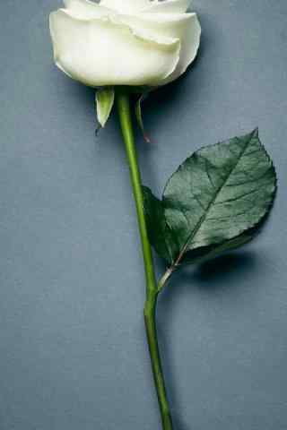 白色情人节-美丽的白玫瑰手机壁纸