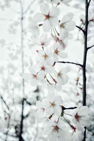 春日花团锦簇的樱