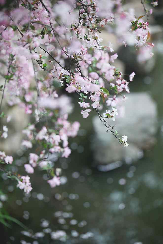 小清新粉色海棠花桌面壁纸