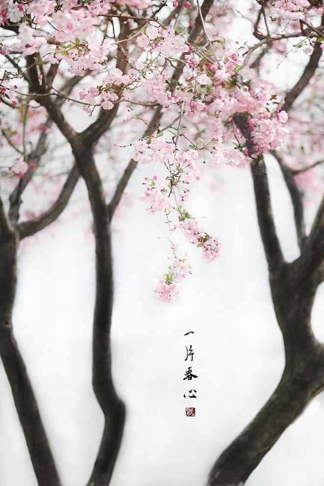 春日盛开的海棠花手机壁纸