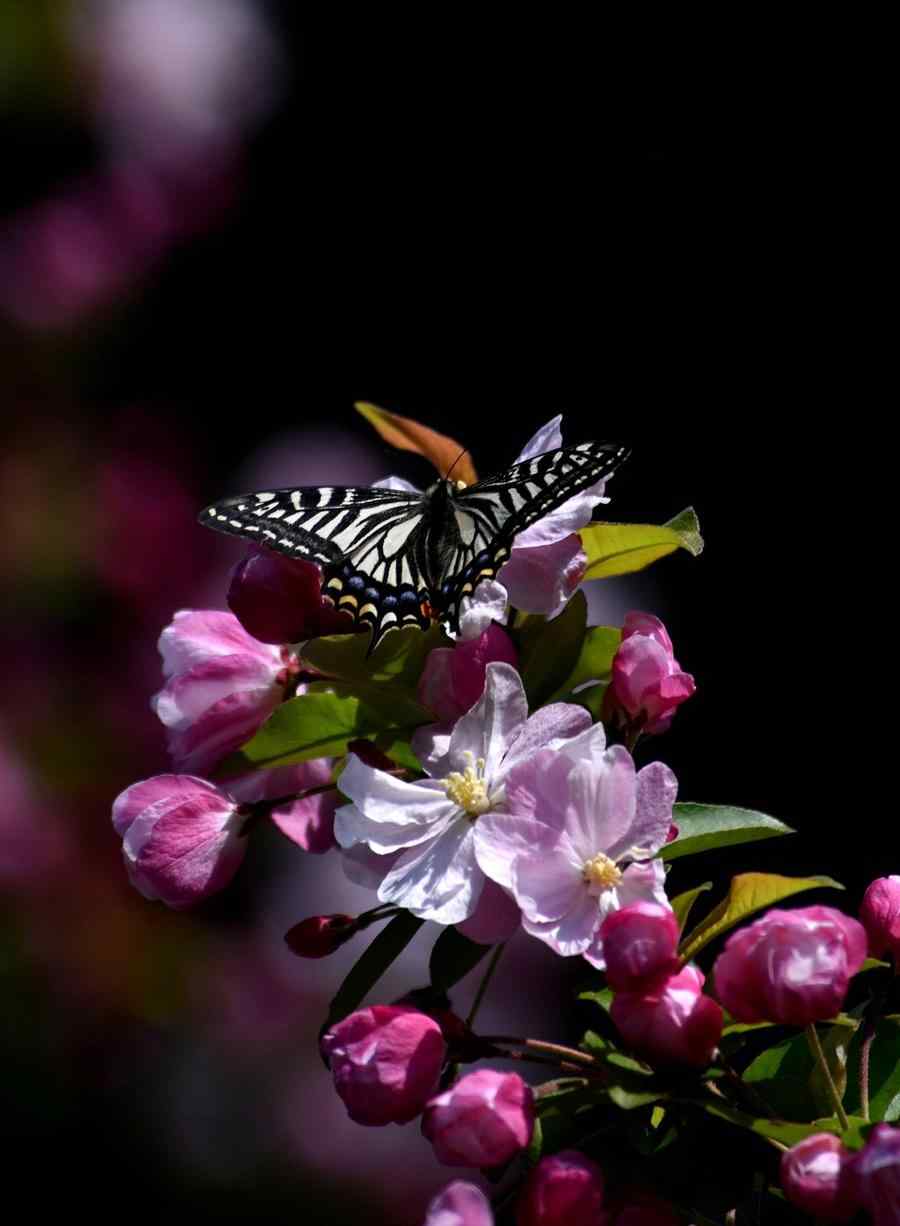 唯美西府海棠花与蝴蝶手机壁纸