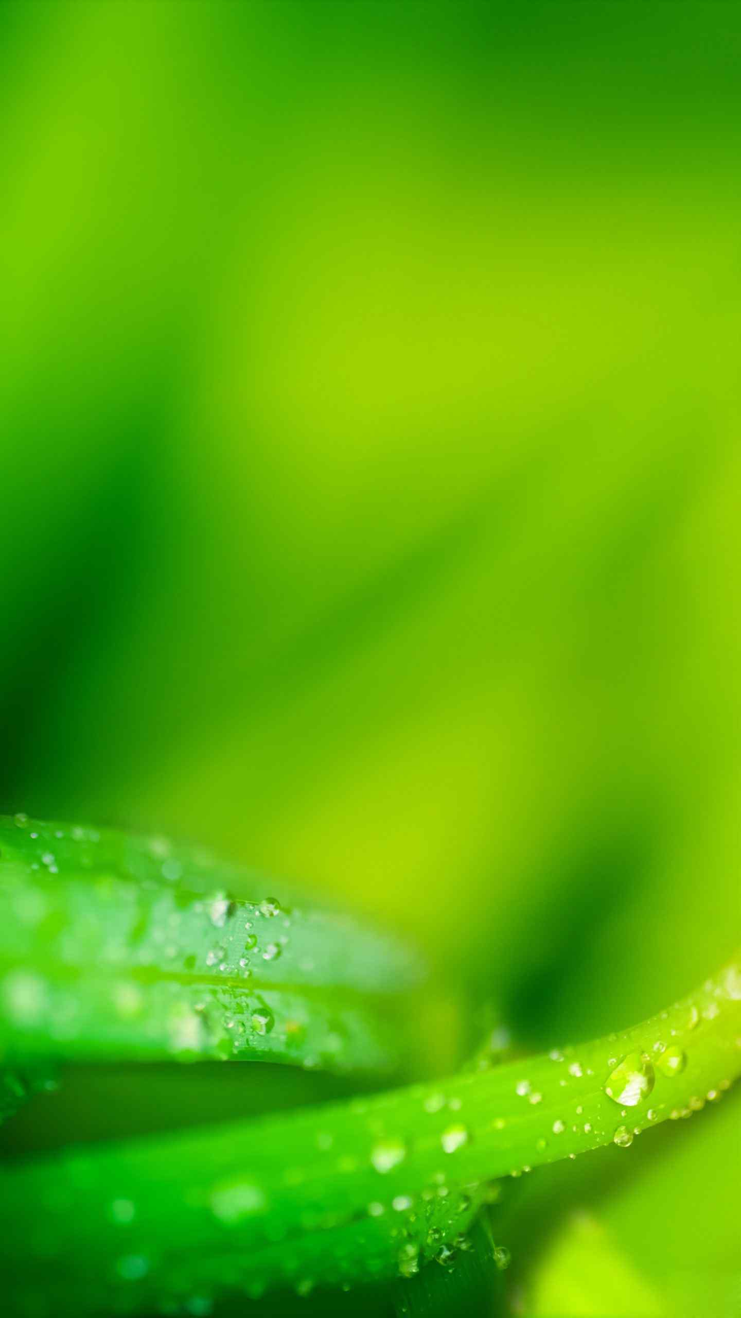 唯美的绿色植物高清手机壁纸
