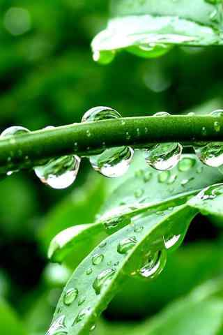 水滴和绿色植物手