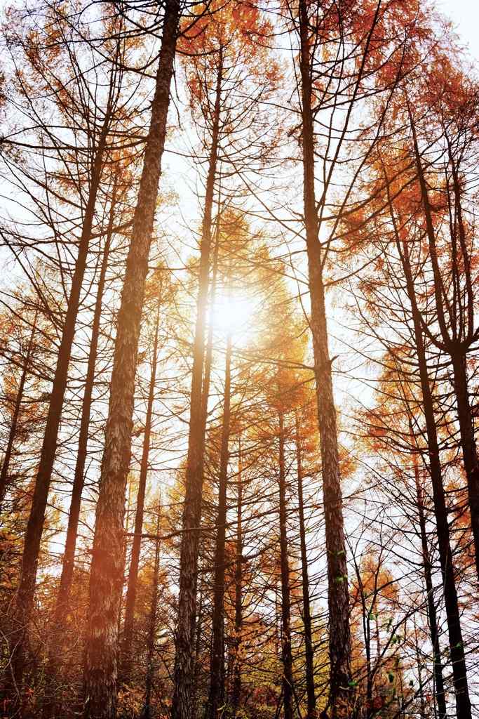 秋日阳光下的松树林手机壁纸
