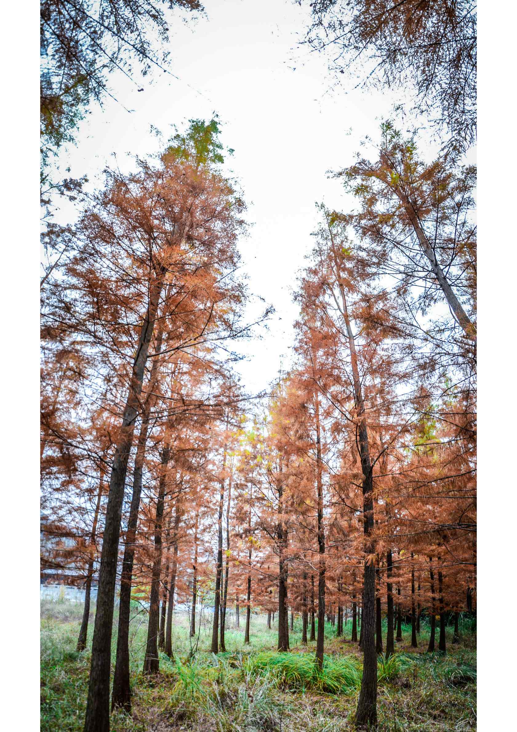 秋日林里的松树林手机壁纸