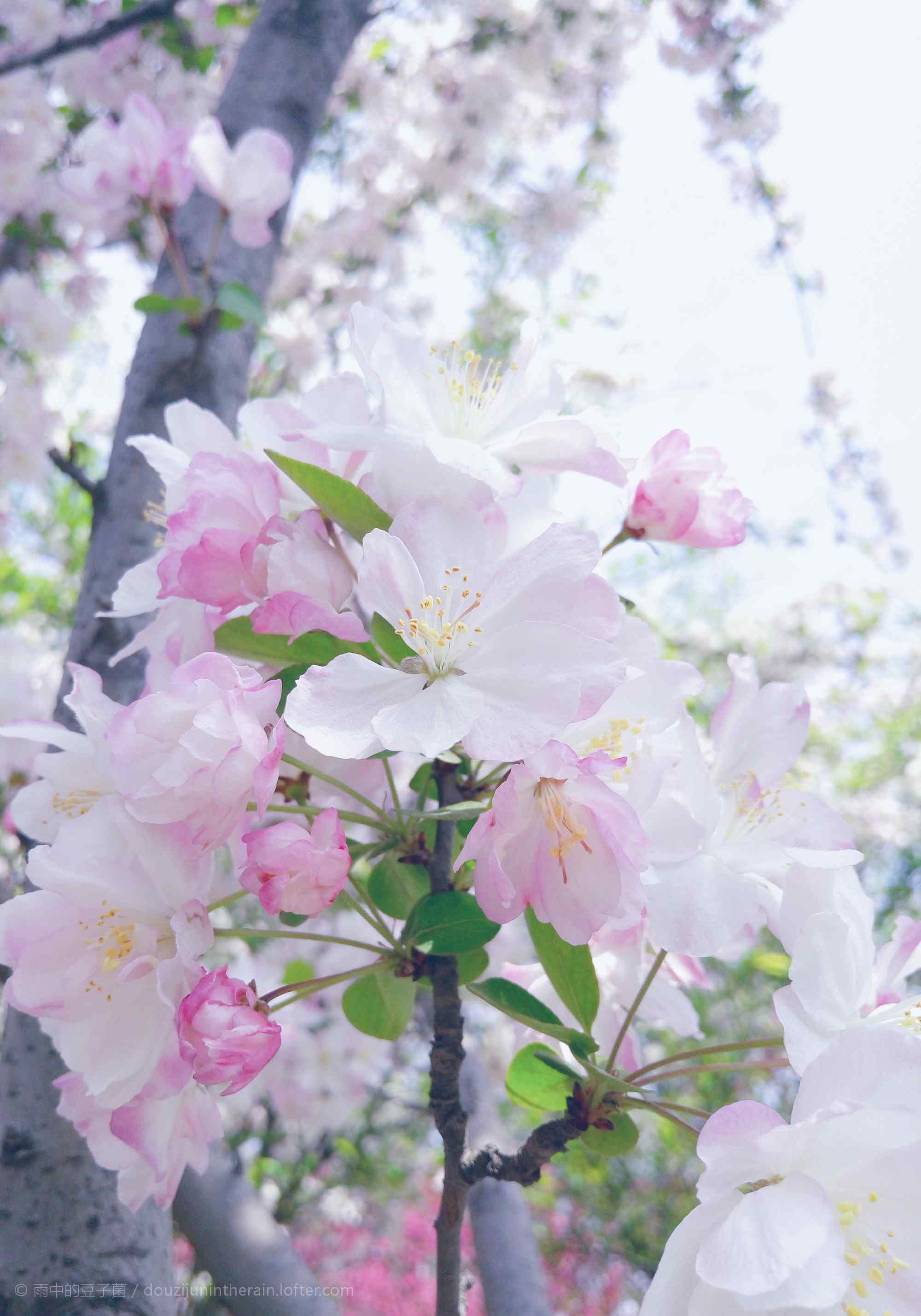 唯美日系粉色海棠花手机壁纸