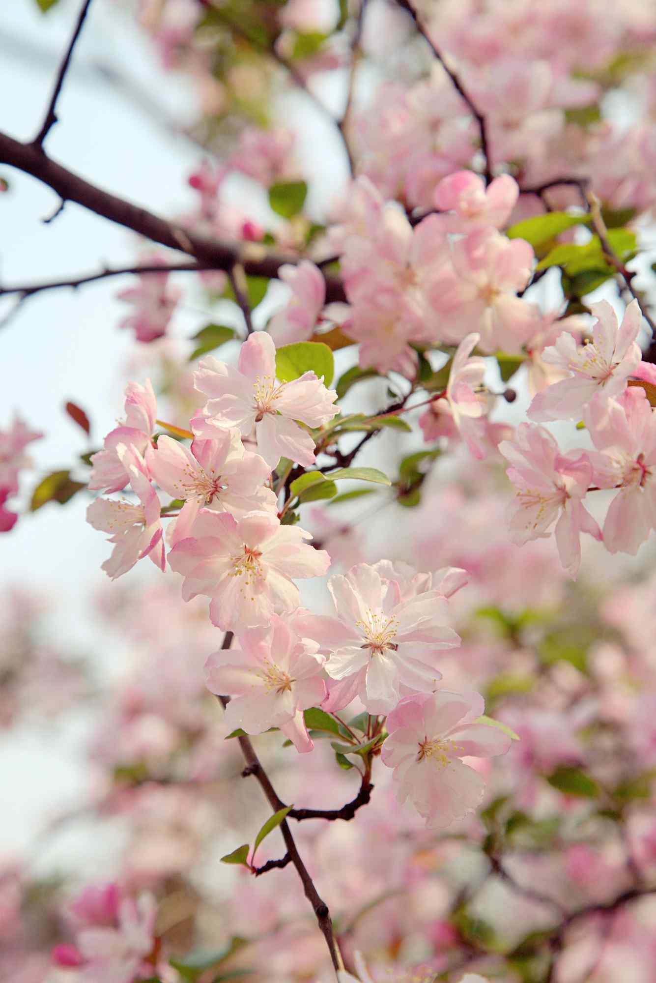 小清新春日粉色海棠花手机壁纸
