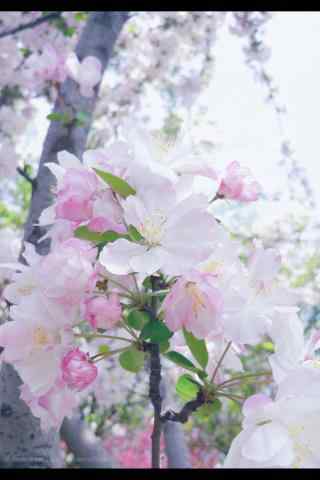 唯美日系粉色海棠花手机壁纸