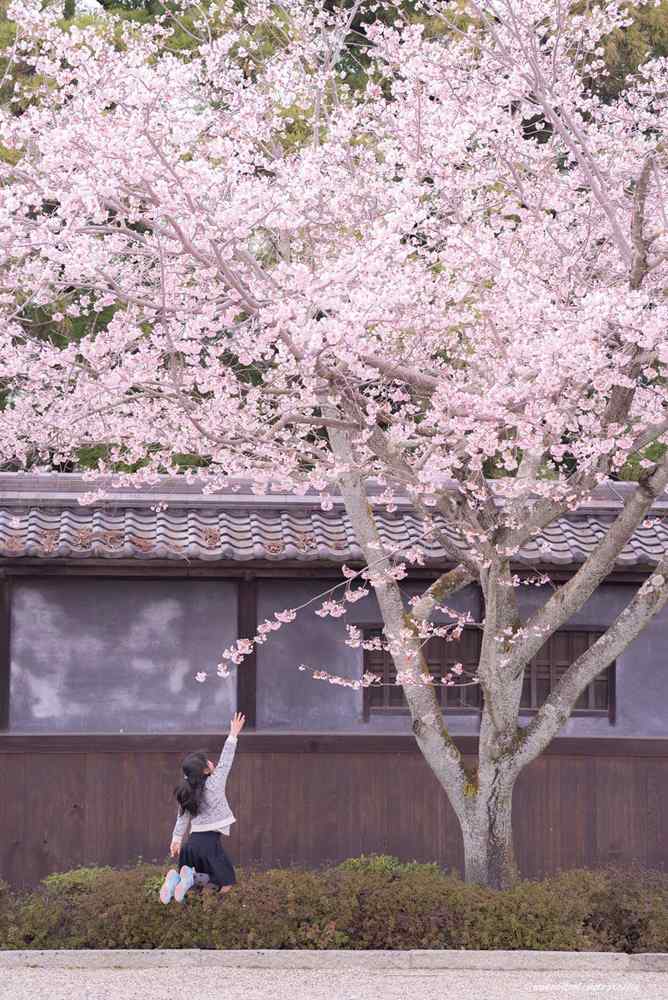 奈良超美樱花桌面壁纸