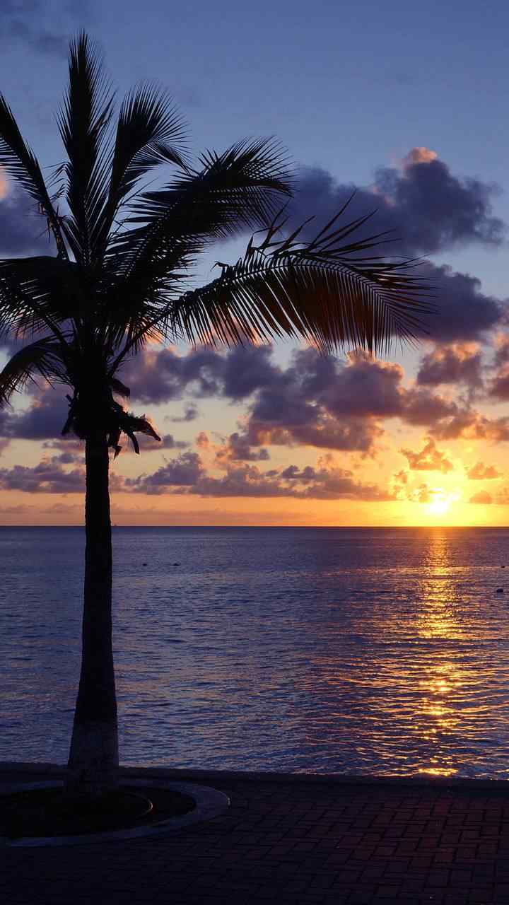 黄昏时海边的椰树手机壁纸