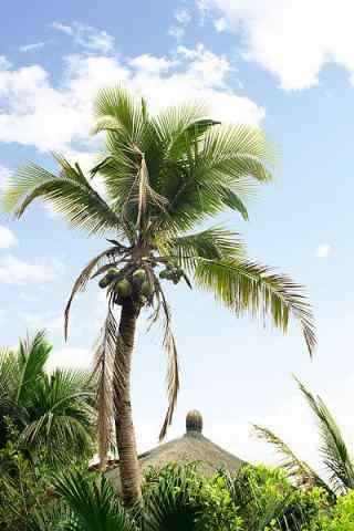 一颗椰树高清手机壁纸