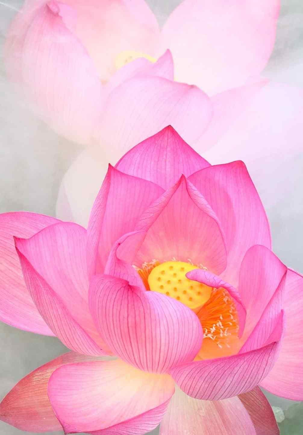 粉嫩的莲花高清手机壁纸