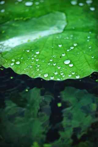 雨中的绿色荷叶手
