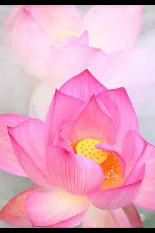 粉嫩的莲花高清手机壁纸