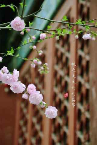 北京故宫唯美桃花手机壁纸