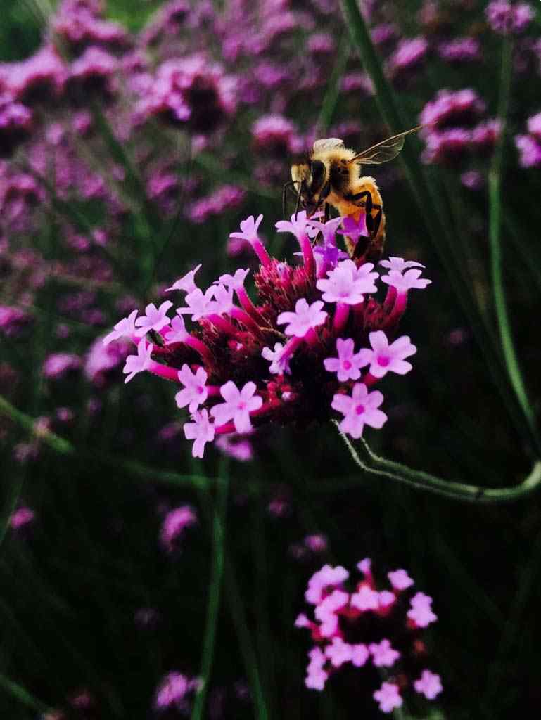 蜜蜂在马鞭草花海中嬉戏手机壁纸